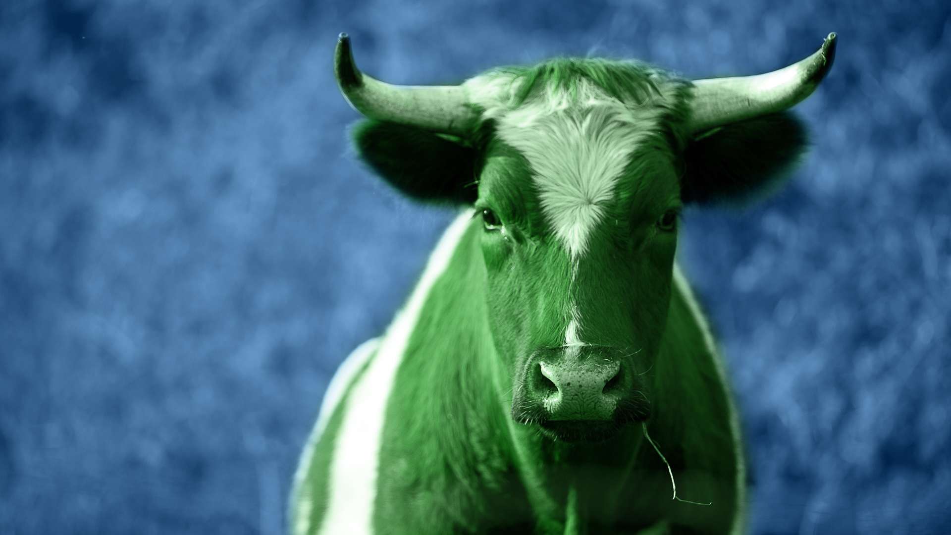 Stier